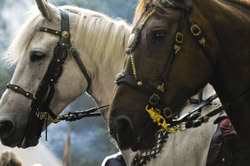 GameOfThrones_EpisodeStills_1x02_TheKingsroad_0006