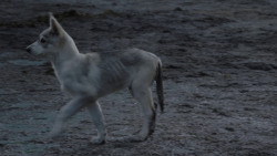 extant_GameOfThrones_1x01-WinterIsComing_1903