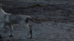 extant_GameOfThrones_1x01-WinterIsComing_1904