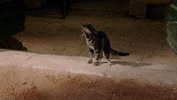extant_GameOfThrones_1x05-TheWolfAndTheLion_1763