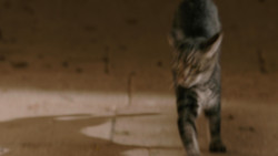 extant_GameOfThrones_1x05-TheWolfAndTheLion_1779