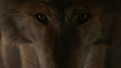 extant_GameOfThrones_2x03-WhatIsDeadMayNeverDie_0508