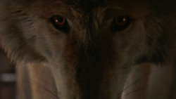 extant_GameOfThrones_2x03-WhatIsDeadMayNeverDie_0509