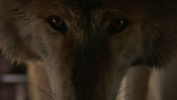 extant_GameOfThrones_2x03-WhatIsDeadMayNeverDie_0510