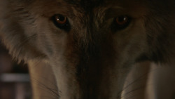 extant_GameOfThrones_2x03-WhatIsDeadMayNeverDie_0511