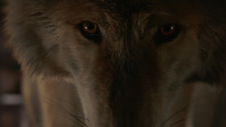 extant_GameOfThrones_2x03-WhatIsDeadMayNeverDie_0512