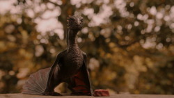 extant_GameOfThrones_2x05-TheGhostOfHarrenhal_3248