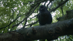extant_GameOfThrones_3x02-DarkWingsDarkWords_0050