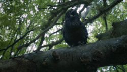 extant_GameOfThrones_3x02-DarkWingsDarkWords_0051