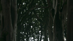 extant_GameOfThrones_3x02-DarkWingsDarkWords_0798
