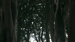 extant_GameOfThrones_3x02-DarkWingsDarkWords_0799