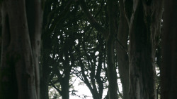 extant_GameOfThrones_3x02-DarkWingsDarkWords_0800