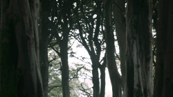 extant_GameOfThrones_3x02-DarkWingsDarkWords_0803