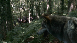 extant_GameOfThrones_3x02-DarkWingsDarkWords_2003
