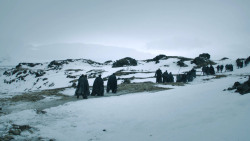 extant_GameOfThrones_3x02-DarkWingsDarkWords_3026