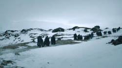 extant_GameOfThrones_3x02-DarkWingsDarkWords_3027