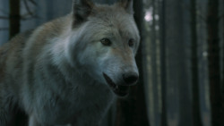 extant_GameOfThrones_3x02-DarkWingsDarkWords_3112
