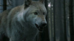 extant_GameOfThrones_3x02-DarkWingsDarkWords_3113
