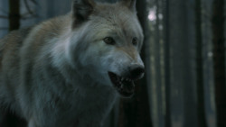 extant_GameOfThrones_3x02-DarkWingsDarkWords_3114