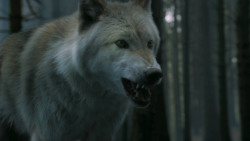 extant_GameOfThrones_3x02-DarkWingsDarkWords_3115