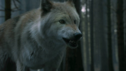 extant_GameOfThrones_3x02-DarkWingsDarkWords_3135
