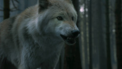 extant_GameOfThrones_3x02-DarkWingsDarkWords_3138