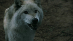 extant_GameOfThrones_3x02-DarkWingsDarkWords_3247