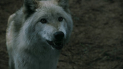 extant_GameOfThrones_3x02-DarkWingsDarkWords_3248