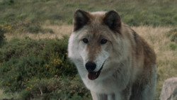 extant_GameOfThrones_3x02-DarkWingsDarkWords_4930