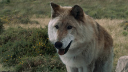 extant_GameOfThrones_3x02-DarkWingsDarkWords_4931