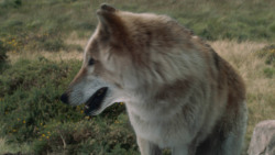 extant_GameOfThrones_3x02-DarkWingsDarkWords_4932