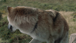 extant_GameOfThrones_3x02-DarkWingsDarkWords_4933