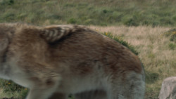 extant_GameOfThrones_3x02-DarkWingsDarkWords_4934