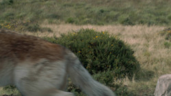 extant_GameOfThrones_3x02-DarkWingsDarkWords_4935