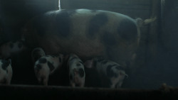 extant_GameOfThrones_3x03-WalkOfPunishment_2371