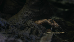 extant_GameOfThrones_3x04-AndNowHisWatchIsEnded_0257