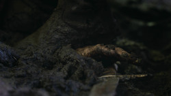 extant_GameOfThrones_3x04-AndNowHisWatchIsEnded_0258