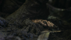 extant_GameOfThrones_3x04-AndNowHisWatchIsEnded_0260
