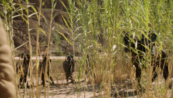 extant_GameOfThrones_3x04-KissedByFire_4428