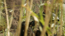 extant_GameOfThrones_3x04-KissedByFire_4443