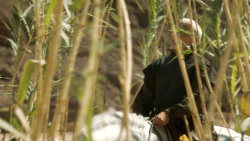 extant_GameOfThrones_3x04-KissedByFire_4445