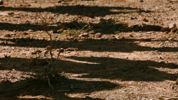 extant_GameOfThrones_3x07-TheBearAndTheMaidenFair_2040