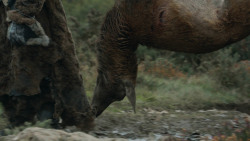 extant_GameOfThrones_3x07-TheBearAndTheMaidenFair_4247