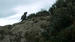 extant_GameOfThrones_3x07-TheBearAndTheMaidenFair_4442