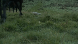 extant_GameOfThrones_3x07-TheBearAndTheMaidenFair_5487