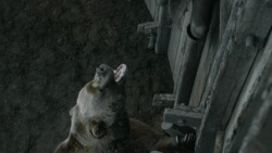 extant_GameOfThrones_3x07-TheBearAndTheMaidenFair_5777