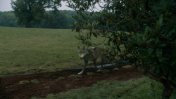 extant_GameOfThrones_3x09-TheRainsOfCastamere_0217