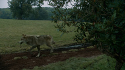 extant_GameOfThrones_3x09-TheRainsOfCastamere_0218