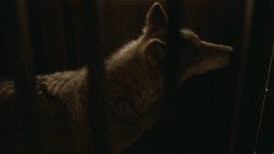 extant_GameOfThrones_3x09-TheRainsOfCastamere_4478