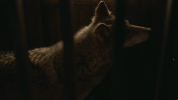 extant_GameOfThrones_3x09-TheRainsOfCastamere_4479
